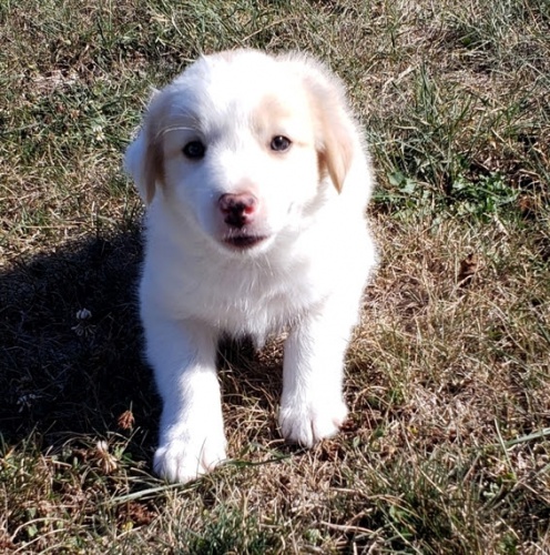 Prod�m zdrav� a o�kovan� �t��ata border kolie