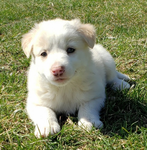 b�l� zdrav� a o�kovan� �t��ata australsk�ho ov��ka k adopci