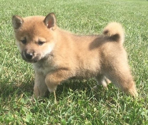 Prod�m kr�sn� �t���tka shiba inu