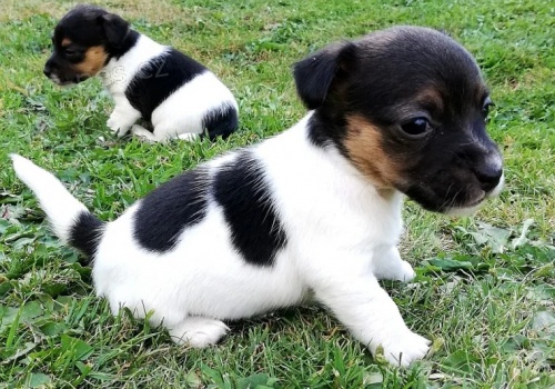 Prod�m �t��ata jack russell teri�ra.