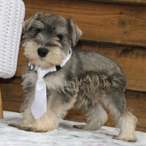 Prod�m kr�sn� a roztomil� mal� kn�ra�e.