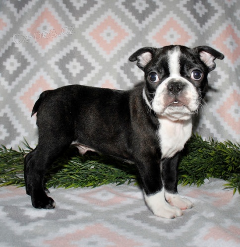 �t��ata bostonsk�ho teri�ra k adopci