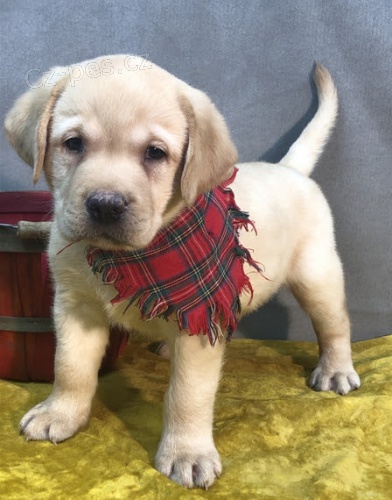 Prod�m zdrav� �t��ata labradorsk�ho retr�vra.