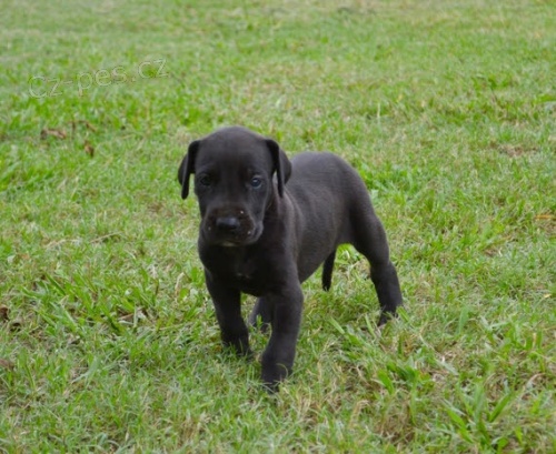 �ern� �t��ata n�meck� dogy.