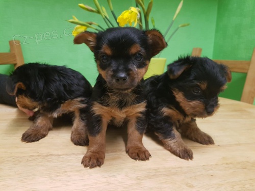 Prod�m �t��ata york��rsk�ho teri�ra.