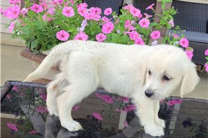 Kr�sn� �t���tka zlat�ho retr�vra.