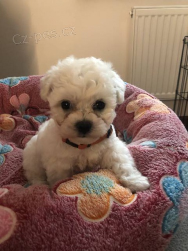 �t���tka bi�onk� fris� s PP - fenky!