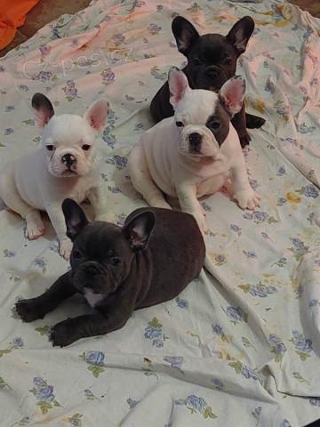 Kr�sn� �t��ata francouzsk�ho buldo�ka.