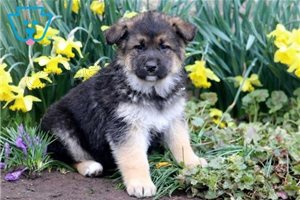 N�meck� �t��ata Shepard.