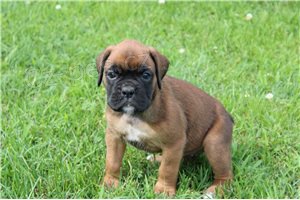 Kr�sn� boxersk� �t���tka.