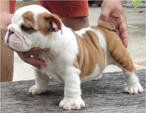 �t��ata anglick�ho buldoka na prodej.