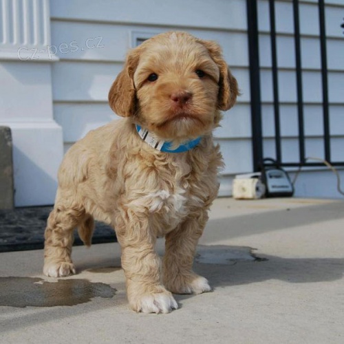 Prod�m �t��ata labradoodle.