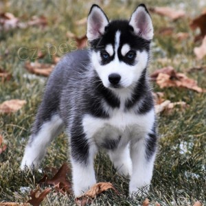 �t��ata sibi�sk�ho huskyho k adopci.