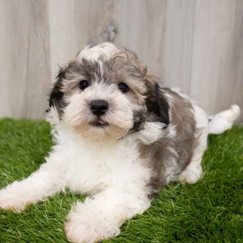Havanese �t��ata k dispozici k adopci.