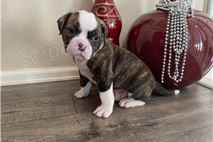 �t��ata americk�ho buldoka.