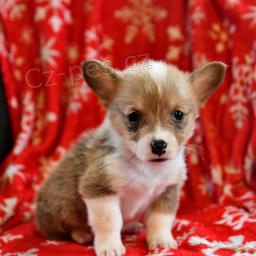 Welsh Corgi Pembroke �t��ata.