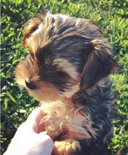Rozko�n� �t��ata Yorkie.
