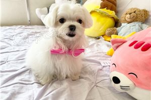 Rozko�n� maltsk� �t��ata.