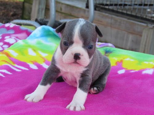 �t��ata Bostonsk�ho teri�ra.