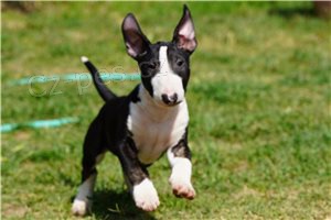 ڞasn� �t��ata Bullterrier.