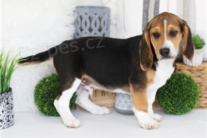 �istokrevn� �t��ata Beagle.