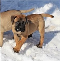 �istokrevn� �t��ata Bullmastiff.