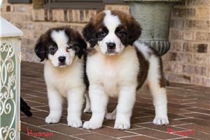 Kr�sn� �t���tka svat�ho Bernarda.