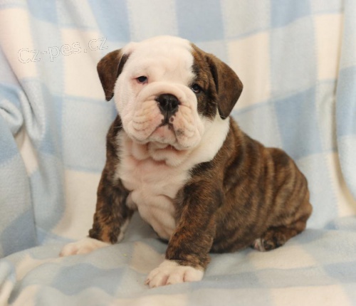 Kr�sn� �t��ata anglick�ho buldo�ka.