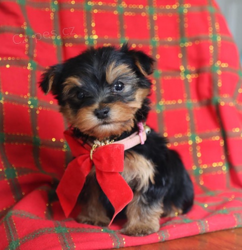 Vz�cn� �t��ata Yorkshirsk�ho teri�ra.