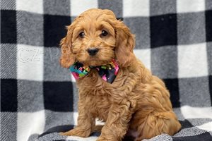 Energick� �t��ata cockapoo.