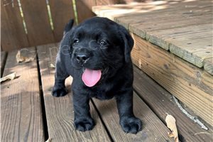 Z�bavn� �t��ata labradorsk�ho retr�vra.