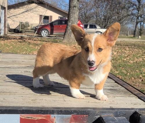 Kr�sn� �t���tka Corgi �t���tka.
