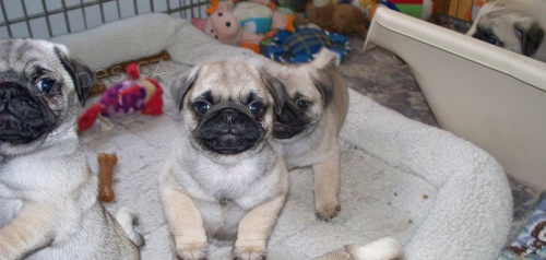 Prod�m kr�sn� b�ov� �t��ata mopse