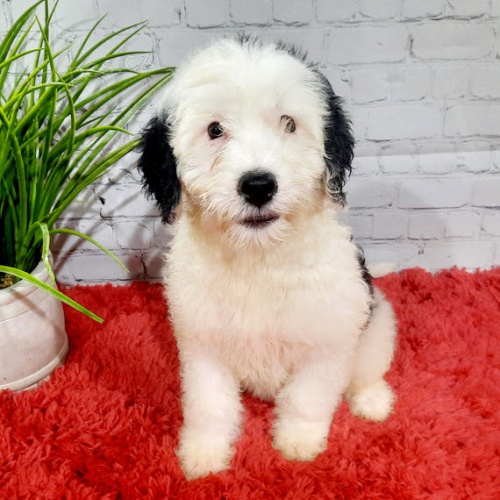 �t��ata portugalsk�ho vodn�ho psa k adopci.