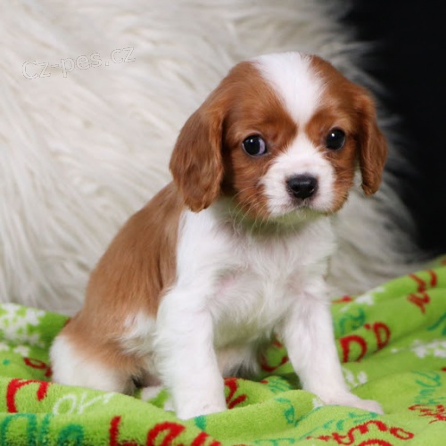Prod�m ZDRAV� a O�KOVAN� �t��ata Kaval�ra King Charles Spaniela.