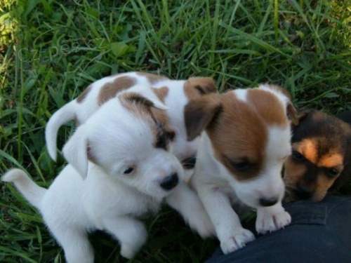 Prod�m kr�sn� a rozko�n� �t���tka jack russell teri�ra.