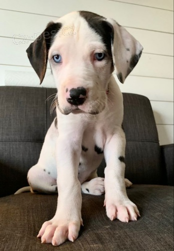 Prod�m zdrav� a o�kovan� �t��ata n�meck� dogy.