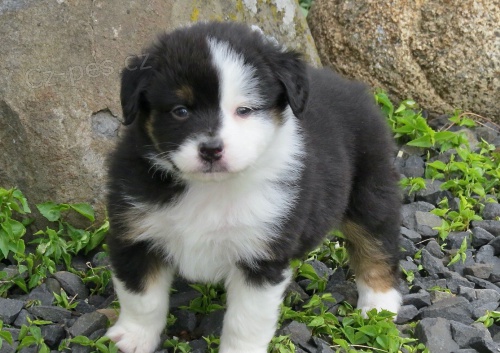 Prod�m �t��ata Australsk�ho ov��ka