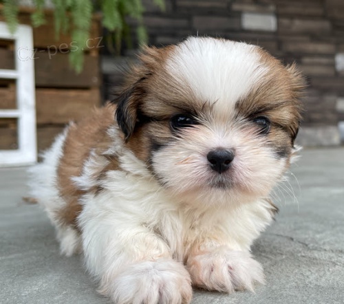 Prod�m �t��ata SHIH TZU