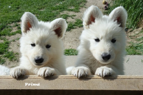 B�l� �v�carsk� ov��k