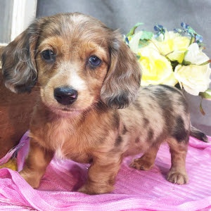 Prod�m o�kovan� �t��ata trpasli��ch jezev��k�