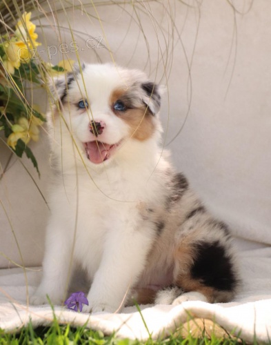 �t��ata Australsk� ov��k k dispozici