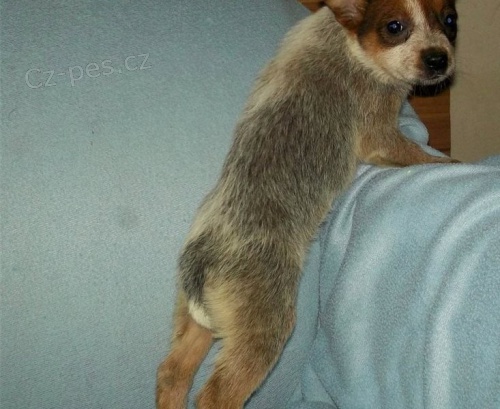 �t��ata australsk�ho hon�ck�ho psa