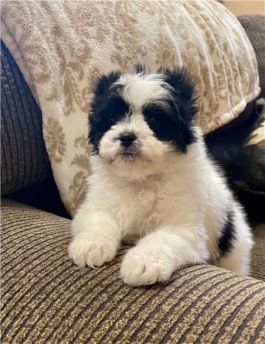 �t��ata Japonsk� Chin