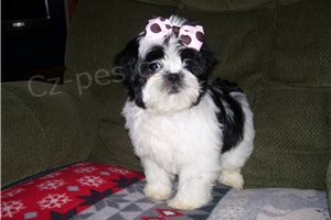Hrav� Shih Tzu �t��ata.