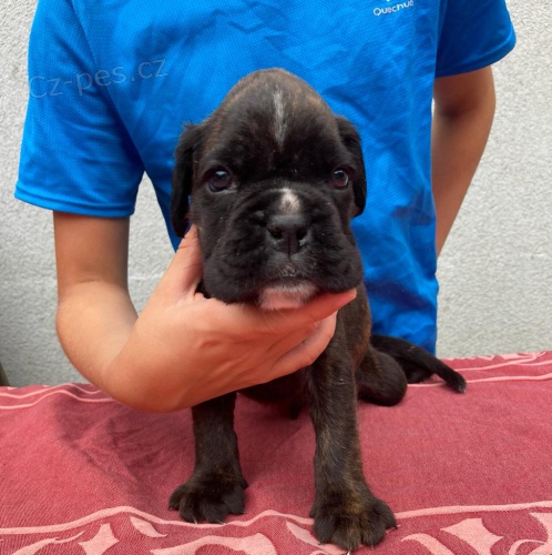 �t��ata n�meck�ho boxera s PP