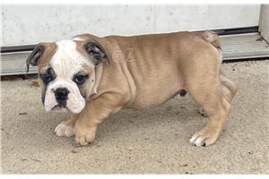 �t��ata anglick�ho buldoka.