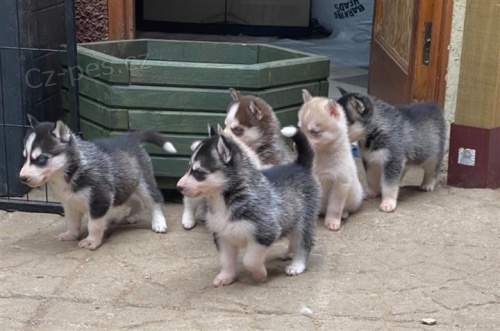 �t��ata sibi�sk�ho husky.