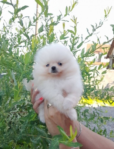 Pomo�ansk� �pic �t��ata