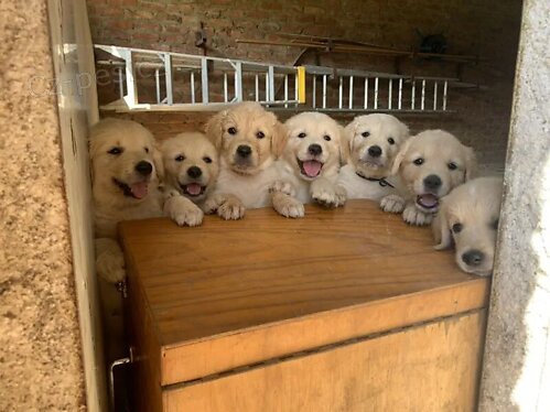 N�dhern� �t��ata zlat�ho retr�vra.